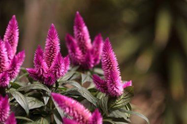 Celosia mor pembe çiçek