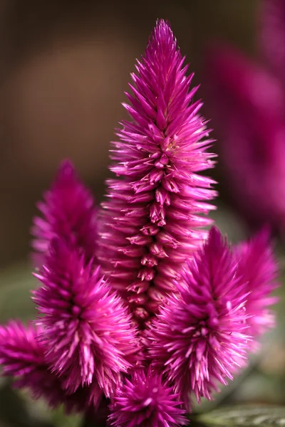 Flor rosa roxa de Celosia — Fotografia de Stock