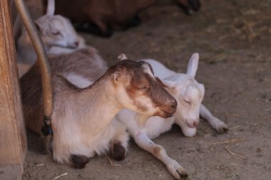 Dağ keçisi, Capra aegagrus hircus