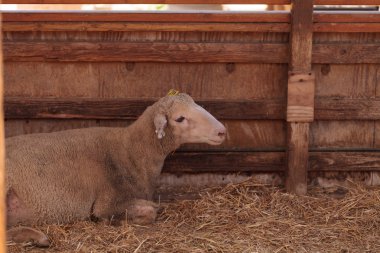 Dorset koyun bir ahırda
