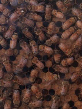 Tarafından bir arıcı için bal arıları, Apis mellifera, tuttu.