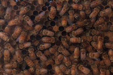 Tarafından bir arıcı için bal arıları, Apis mellifera, tuttu.