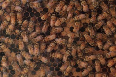 Tarafından bir arıcı için bal arıları, Apis mellifera, tuttu.