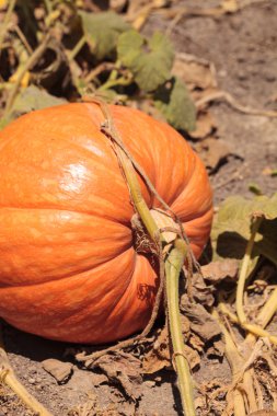 Organik bir bahçede büyüyen balkabağı 