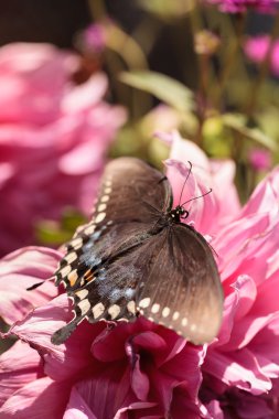 Spicebush swallowtail kelebek