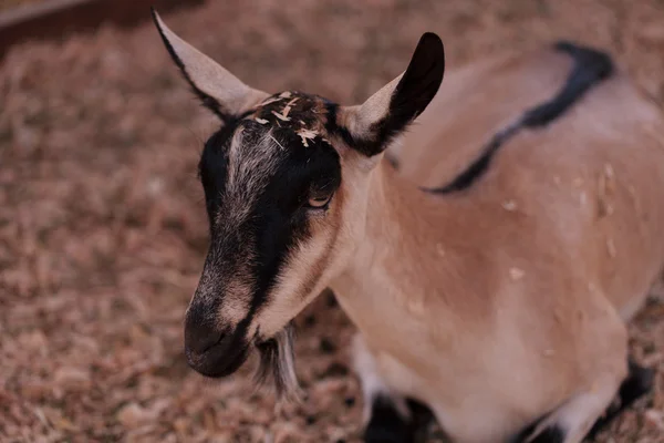 Alpine Goat, Capra aegagrus hircus — Stock Photo, Image