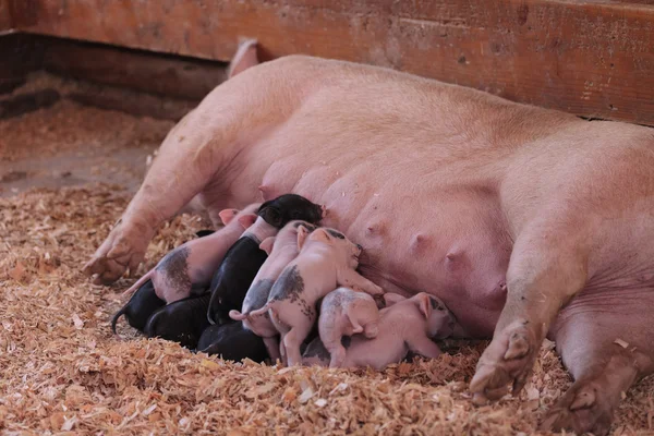 Cerdos rosados — Foto de Stock