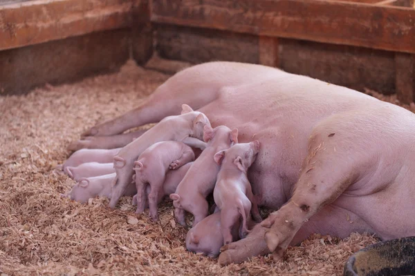 Cerdos rosados — Foto de Stock