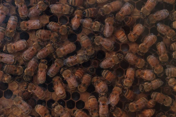 Tarafından bir arıcı için bal arıları, Apis mellifera, tuttu.