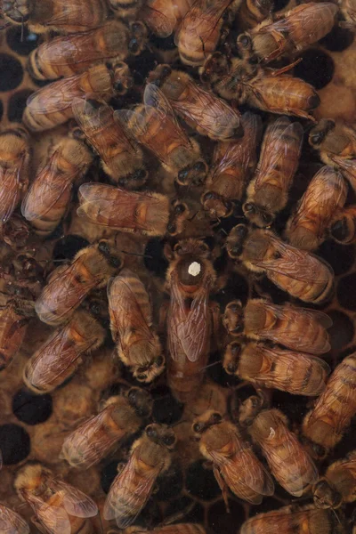 Abejas, Apis mellifera, mantenidas por un apicultor para la miel . — Foto de Stock