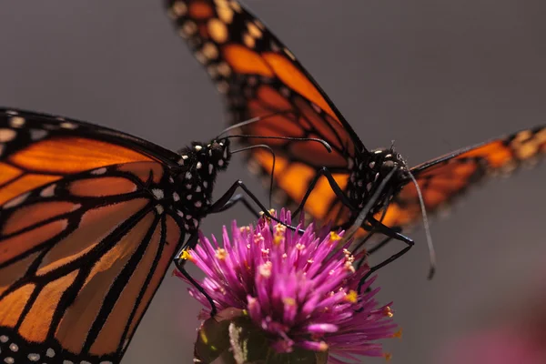Motýl monarcha, Danaus plexippus — Stock fotografie