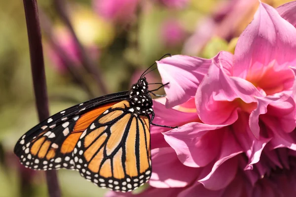 Motýl monarcha, Danaus plexippus — Stock fotografie