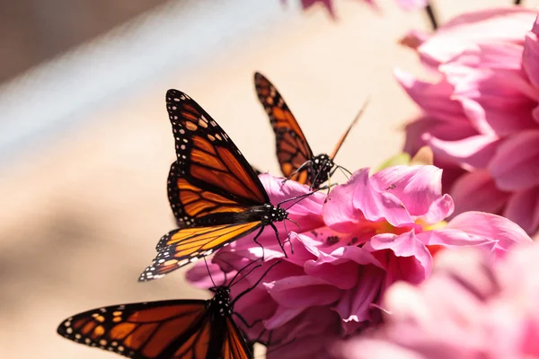 Mariposa monarca, Danaus plexippus — Foto de Stock