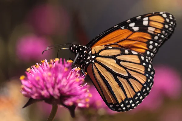 Метелик - монарх, Данай плексіпп. — стокове фото