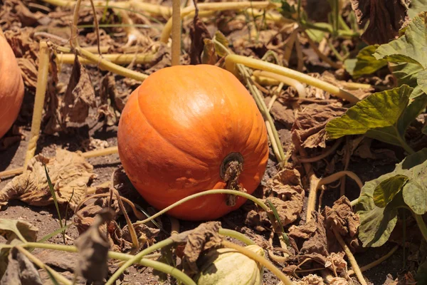 Calabaza creciendo en un jardín orgánico —  Fotos de Stock