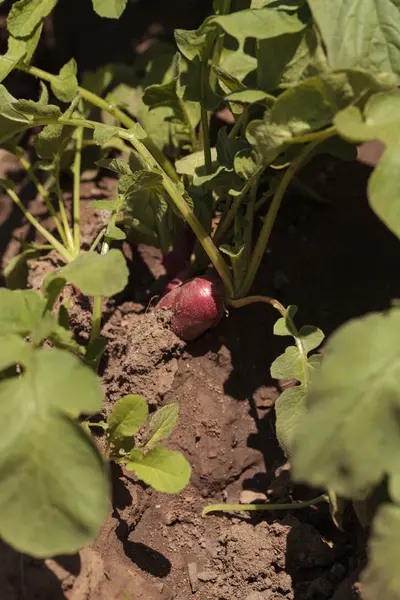 Rábano rojo que crece en un jardín orgánico —  Fotos de Stock