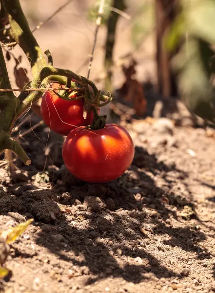 Tomates rojos maduros —  Fotos de Stock