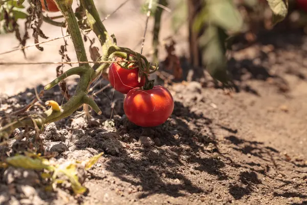 Tomates rojos maduros —  Fotos de Stock