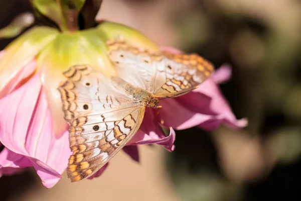 Mariposa blanca del pavo real Agraulis vainilla — Foto de Stock