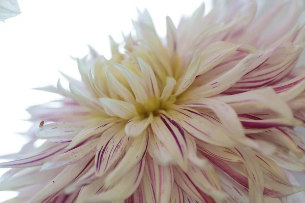 Růžová a bílá květina Dahlia — Stock fotografie