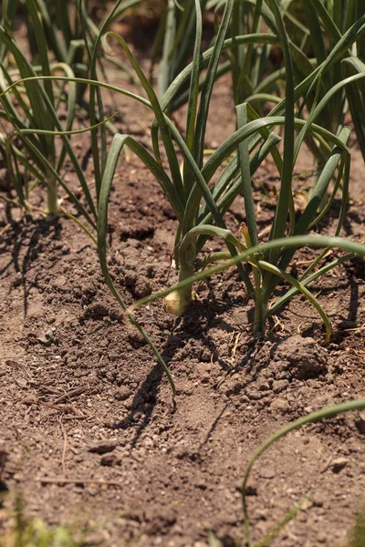 Yellow onions growing in an organic garden — Stock Photo, Image