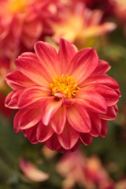 Pembe yıldız çiçeği