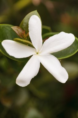 Beyaz Yasemin çiçeği