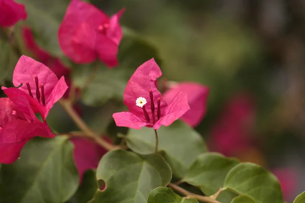 A Bougainvillea bush szőlő rózsaszín virágok — Stock Fotó