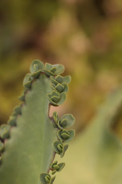 Мать миллионов, научно называемая Bryophyllum daigremontianum — стоковое фото