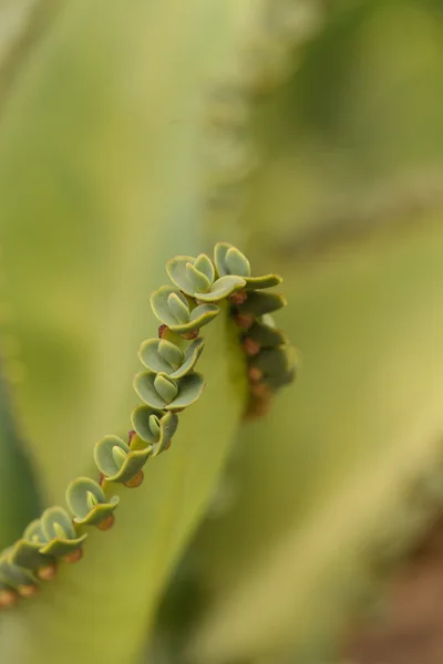 Madre de millones, científicamente llamada Bryophyllum daigremontianum — Foto de Stock