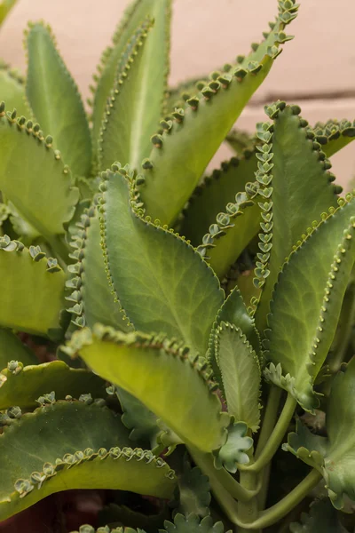 Anya millió, tudományosan hívott Bryophyllum daigremontianum — Stock Fotó