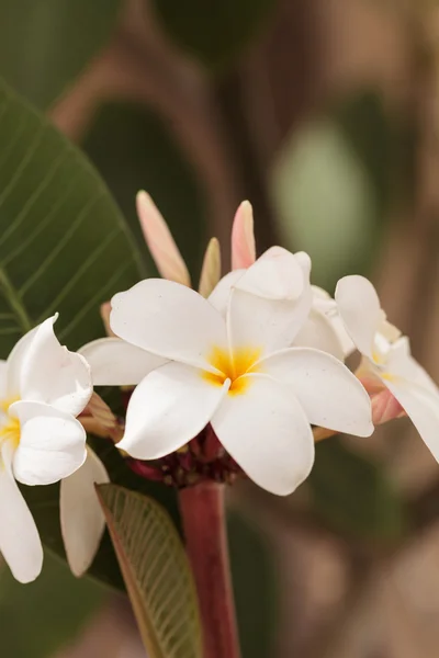 Híbrido blanco de plumeria hawaiana — Foto de Stock