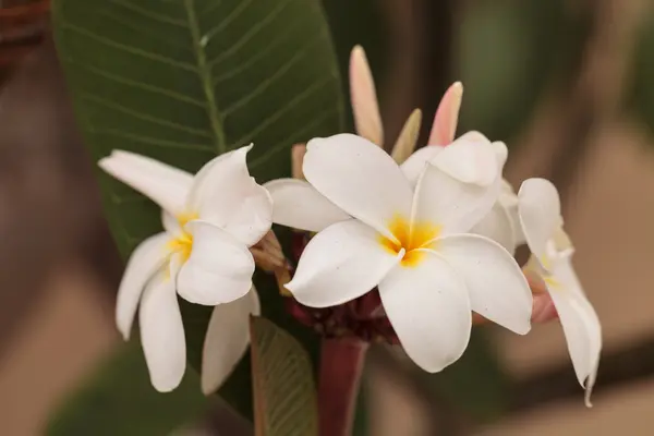 Hawajski biały plumeria hybrydowe — Zdjęcie stockowe