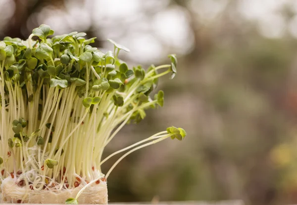 Green radish sprouts Royalty Free Stock Photos