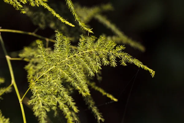 Helder groene asperges fern — Stockfoto