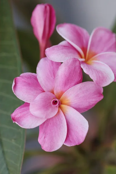 Růžový havajské plumeria hybridní — Stock fotografie