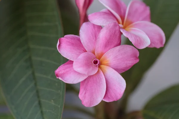 Różowy Hawaiian plumeria hybrydowe — Zdjęcie stockowe