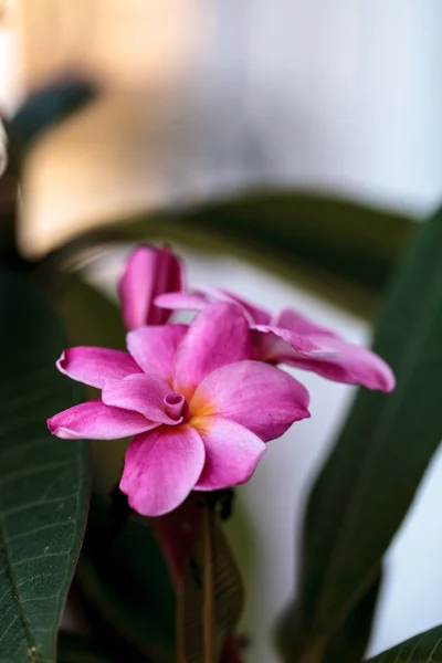 Ibrido di plumeria hawaiana rosa — Foto Stock