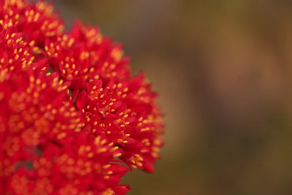 Fleur rouge sur une plante à hélice, scientifiquement connue sous le nom de Crassula falcate — Photo