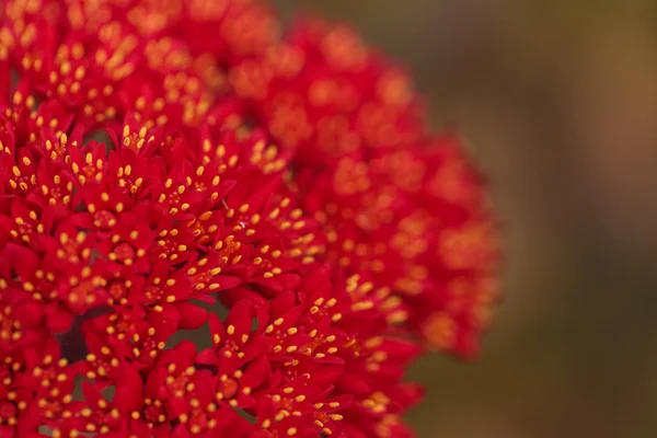 Flor roja en una planta de hélice, científicamente conocida como falcato de Crassula — Foto de Stock