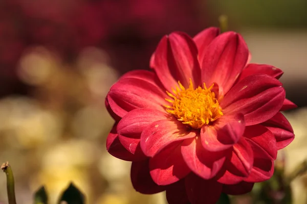 Vörös dália virág — Stock Fotó