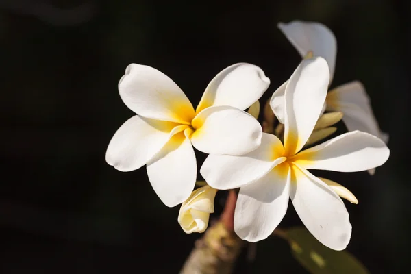 Hawajski plumeria hybrydowe — Zdjęcie stockowe