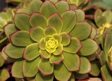 Etli Echeveria pulidonis 