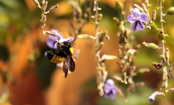 Western Bumble bee Bombus occidentalis — Stock Photo, Image