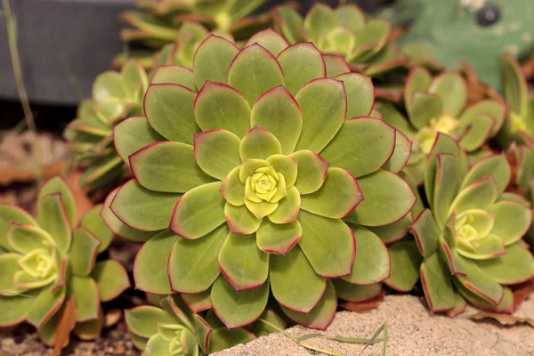 Soczyste pulidonis Echeveria — Zdjęcie stockowe