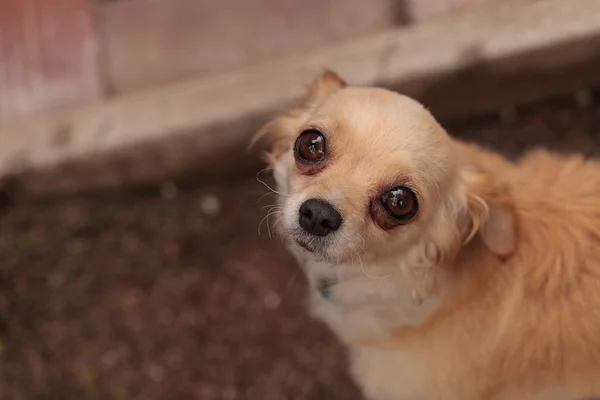 Tan grädde färgad Chihuahua valp hund ser nervös — Stockfoto