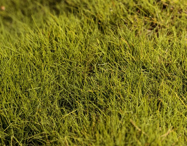 Strukturierte hellgrüne Moos Hintergrund im Frühling — Stockfoto