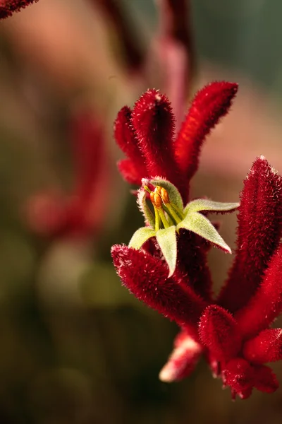 Koyu kırmızı uzun boylu kanguru Paws çiçekler — Stok fotoğraf