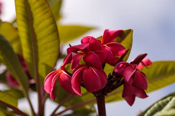 Roter hawaiianischer Plumeria-Hybrid — Stockfoto
