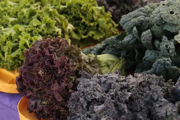 Purple and green romaine lettuce and kale